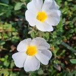 Cistus salviifolius Blodyn