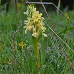 Dactylorhiza insularis Flower