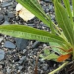 Plantago argentea برگ