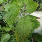 Solanum pimpinellifolium Blad