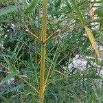 Phyllostachys aurea Blad