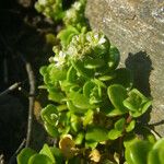 Polycarpon polycarpoides Libunga