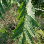 Rhus copallinum Fuelha