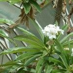Pachypodium lamerei Flower