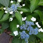 Hydrangea macrophyllaFlor