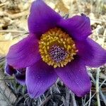 Anemone pulsatilla Flower