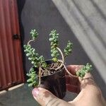 Sedum oreganum ഇല