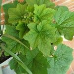 Malva verticillata Feuille