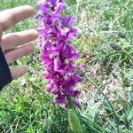Orchis mascula Floare