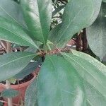 Ficus cyathistipula Fulla