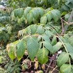 Dahlia imperialis Levél