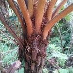 Cyathea glauca Bark