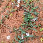 Ipomoea blepharophylla 花