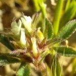 Trifolium scabrum Bloem
