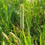 Phleum pratense Λουλούδι