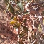 Searsia tripartita Leaf
