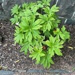 Podophyllum hexandrum Tervik taim