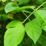 Euonymus verrucosus Leaf