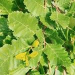 Nothofagus obliqua Hoja