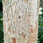 Pleroma semidecandrum Bark