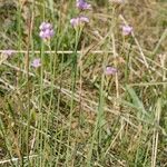 Armeria canescens Libunga