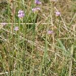 Armeria canescens आदत