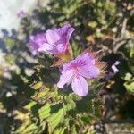 Pelargonium cucullatum Floare