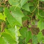 Vitis viniferaLeaf