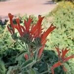 Bouvardia ternifolia Blomma