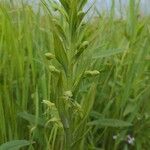 Platanthera lacera Flower