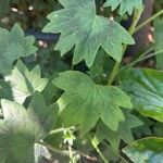 Pelargonium peltatumHoja