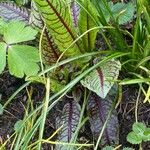 Rumex rugosus Leaf