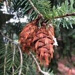 Pseudotsuga menziesii Gyümölcs