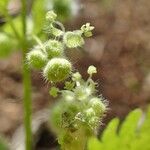 Urtica pilulifera Frucht