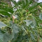 Datura ferox Плод