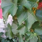 Sechium edule Φύλλο