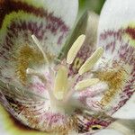 Calochortus superbus Floare
