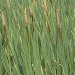 Typha latifolia Leaf