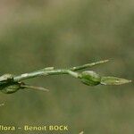 Vella spinosa Fruit