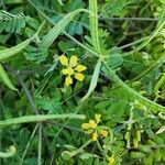 Coronilla securidaca Habit