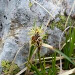 Carex caryophyllea Kukka