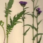 Serratula tinctoria Costuma