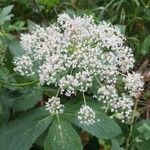 Imperatoria ostruthium Fula