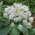 Peucedanum ostruthium Flower