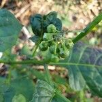 Solanum nigrum Owoc