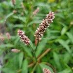 Persicaria maculosaКветка