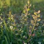 Lepidium nitidum Hàbitat