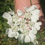 Orlaya grandiflora Цвят