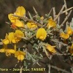 Genista salzmannii Altres