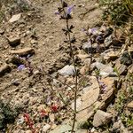 Salvia veneris Habit